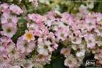 August Deusser rose photo