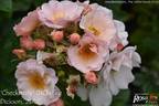 Checkmate rose photo