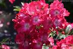 Grand-Duc Jean rose photo