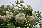 Perfume Dreams rose photo