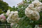 Perfume Dreams rose photo