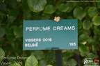Perfume Dreams rose photo