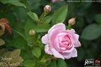Joleen ™ rose photo