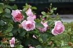 Joleen ™ rose photo