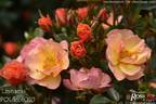 Linnaeus™ rose photo