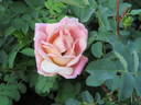 Coutts #2 rose photo