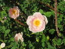 Coutts #2 rose photo