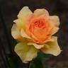 Jean Giono rose photo
