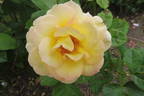 Clos Fleuri Jaune ® rose photo