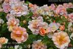 Flic Flac Amorina rose photo