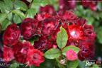 Lovita rose photo