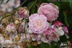 New Dreams rose photo