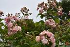 New Dreams rose photo