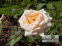 Palacky rose photo