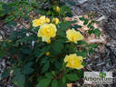 Sunny Knock Out rose photo