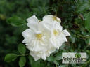 Schneeflocke-Plus rose photo