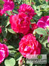 Mrs. Anthony Waterer rose photo