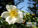 <i>Rosa sericea</i> L. f. <i>pteracantha</i> Franch. rose photo