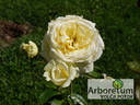 Elfe ® rose photo
