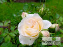 Pastella ® rose photo