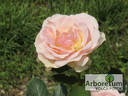 Pastella ® rose photo