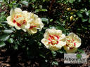 CHEwjackbelt rose photo