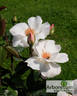 Anne-Aymone Giscard d'Estaing rose photo