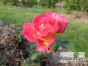 Radka rose photo