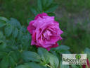 Purple Roadrunner rose photo