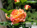 Decor Arlequin rose photo