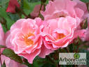 NDR1 Radio Niedersachsen ® rose photo