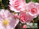 Queen Mother rose photo