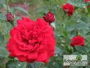 Jugendliebe rose photo