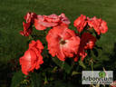 Bischofsstadt Paderborn ® rose photo