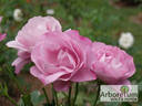 Moody Blue rose photo
