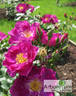 Violeta rose photo