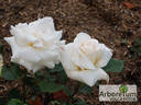 Pius XI rose photo