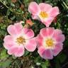 Aquarelle rose photo