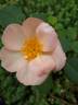 PLTB Crest rose photo
