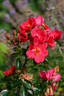 Bambino rose photo