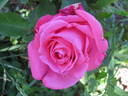 Gloria di Milano rose photo