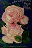 Helen Good rose photo