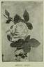 Helen Good rose photo