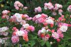 Pure of Heart rose photo