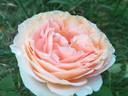 Odile Masquelier ® rose photo