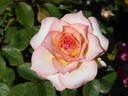 Blushing Barbara rose photo