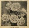 Edgar M. Burnett rose photo