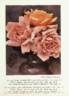 Sunburst rose photo