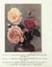 Souvenir de H. A. Verschuren rose photo