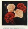 Commandeur Jules Gravereaux, Cl. rose photo